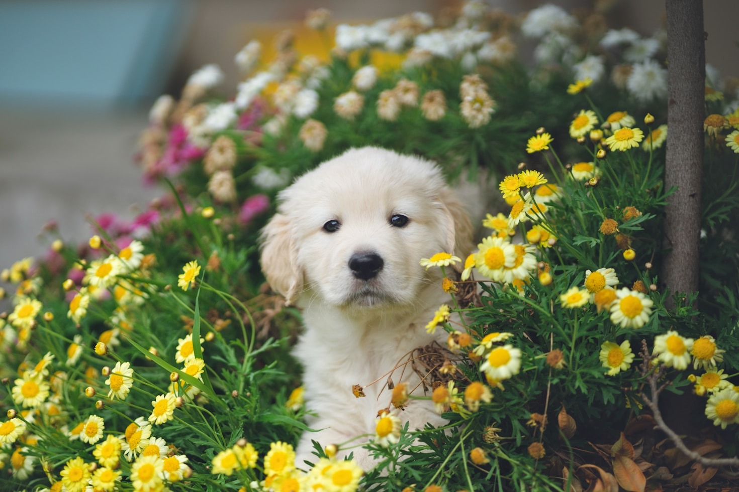 The Top 5 Friendliest Puppy Breeds