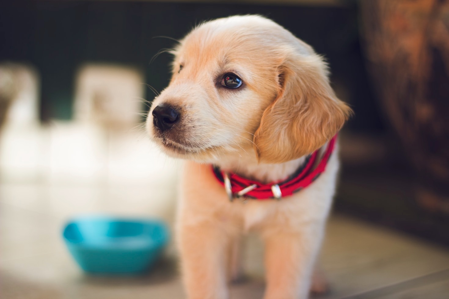 Heartwarming Puppy Stories to Brighten Your Day